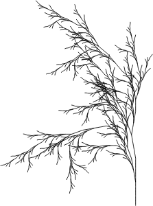 Drawing Simple Generative Organics With L Systems